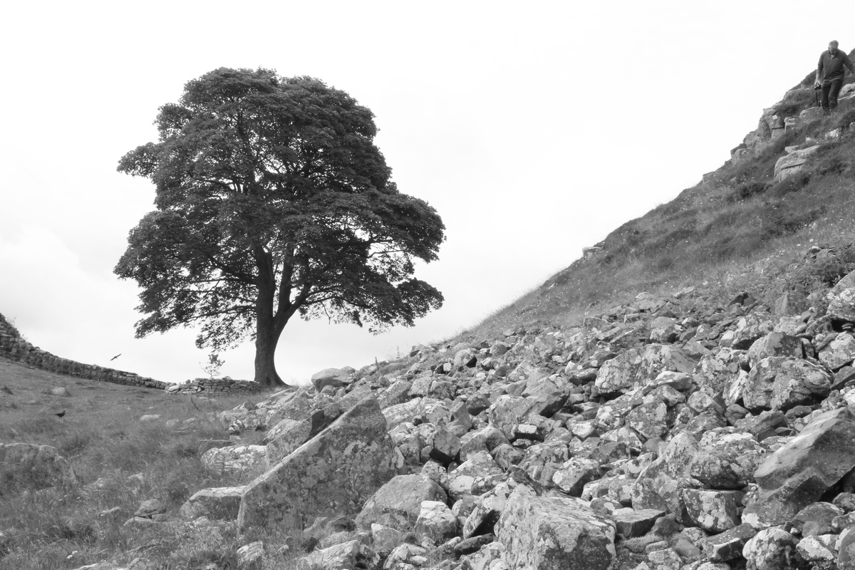 Sycamore Gap 4 June 2018 by Dave Strother